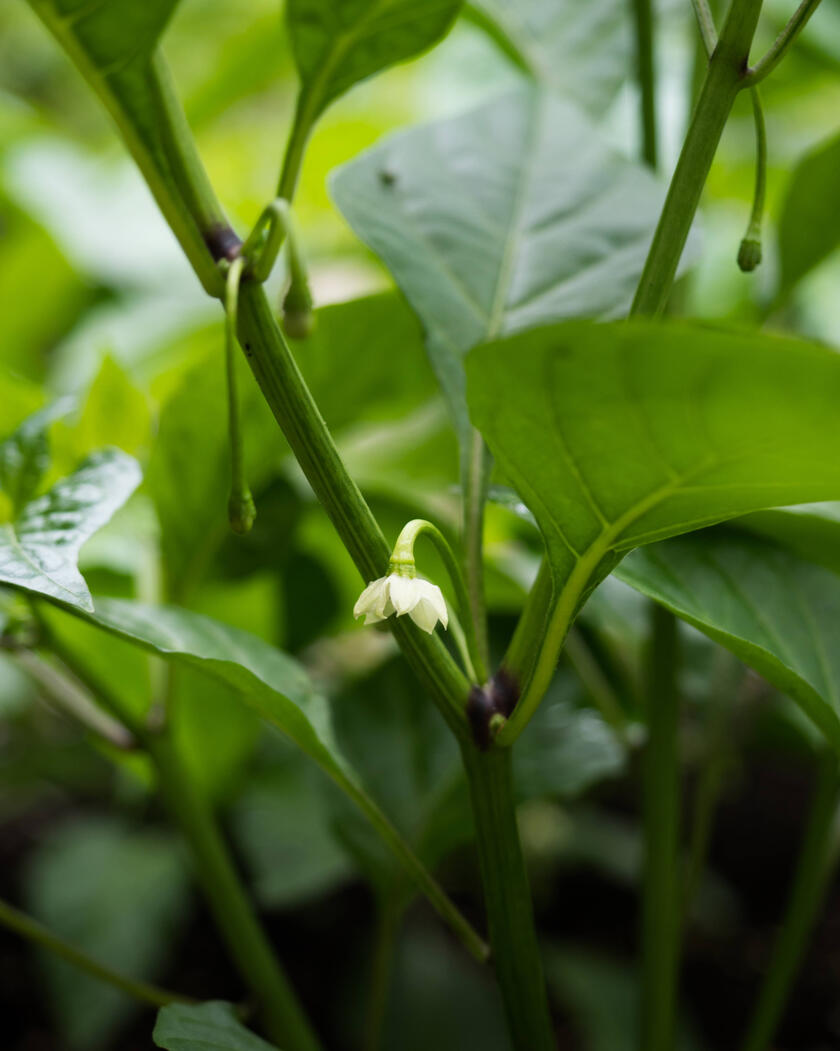 Picture of Yellow Calendula Flowers