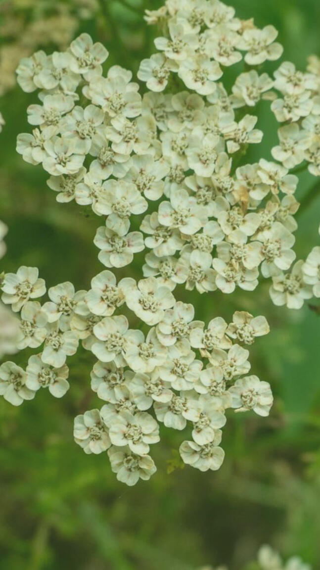 Picture of Yellow Calendula Flowers
