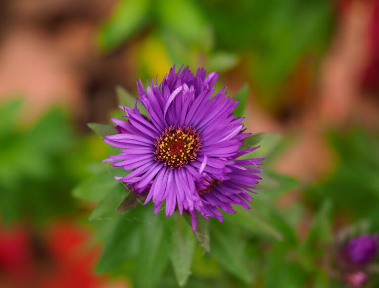 Picture of Yellow Calendula Flowers